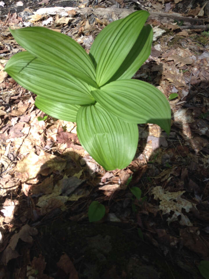 Image of False Hellebore