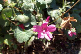 Image of dwarf checkerbloom