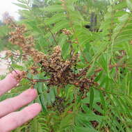 Image of prairie sumac