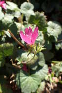 Image of dwarf checkerbloom