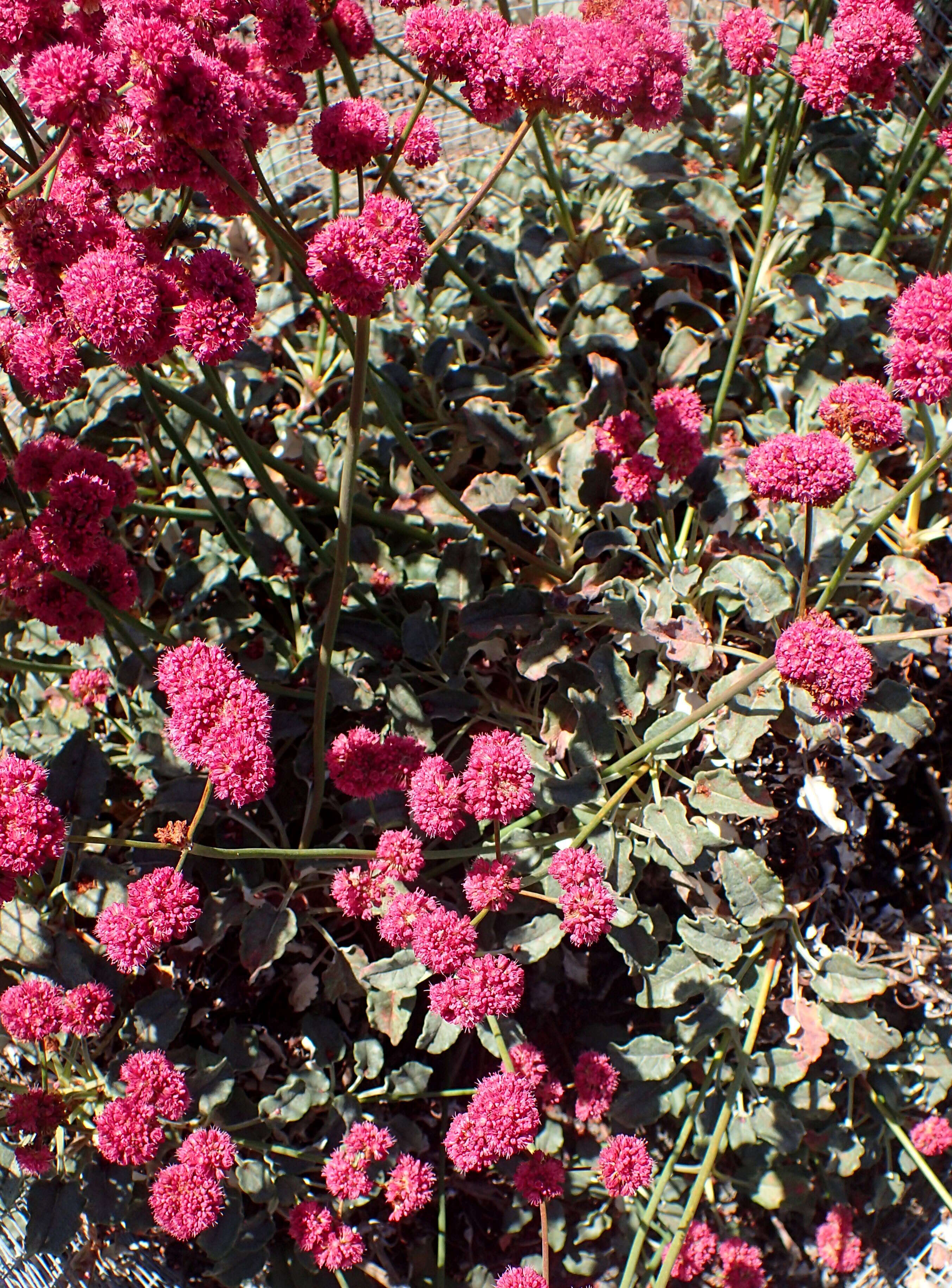 Image de Eriogonum grande Greene