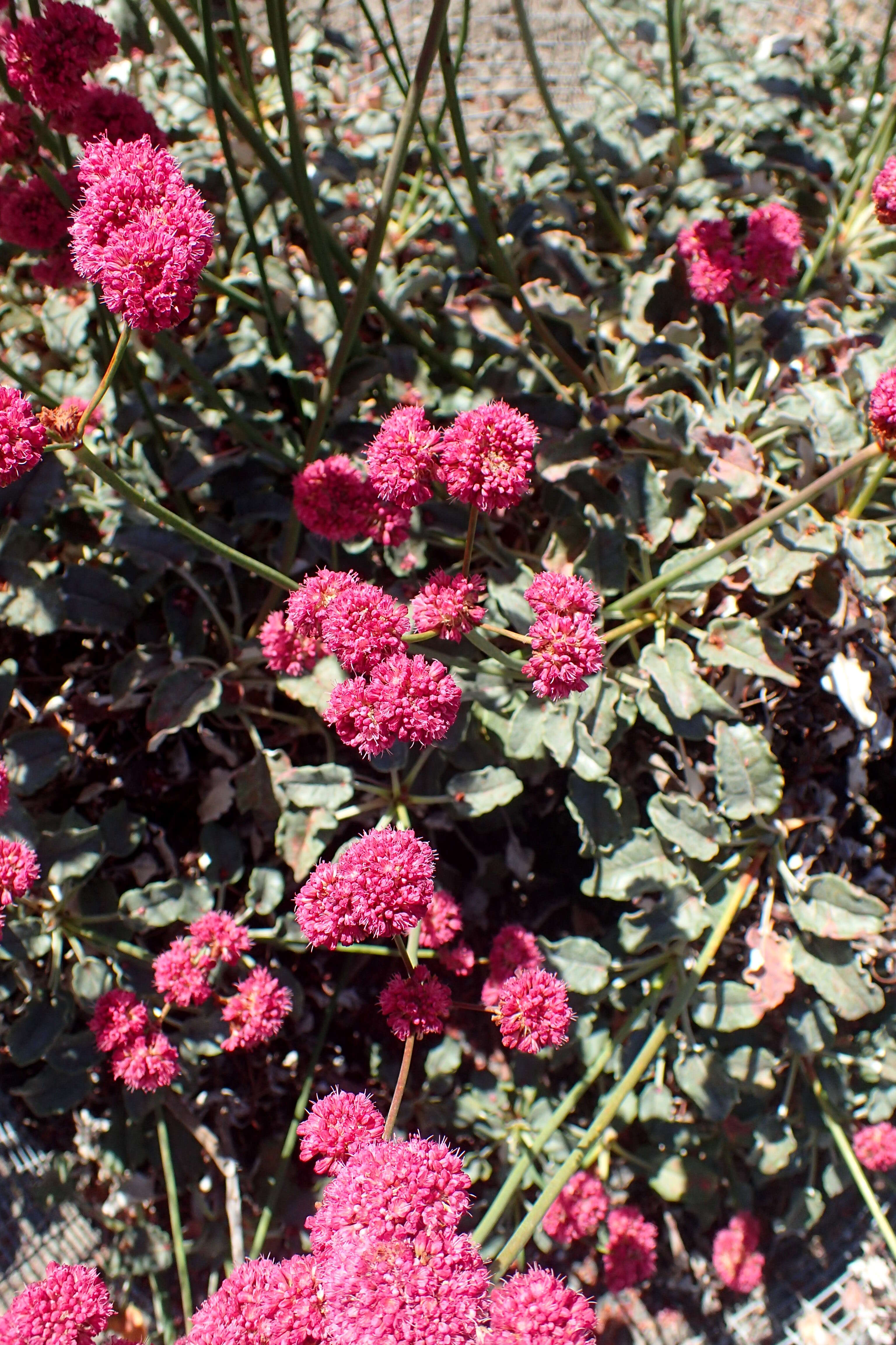 Image de Eriogonum grande Greene