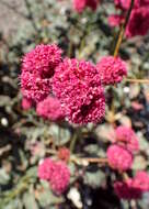 Image de Eriogonum grande Greene