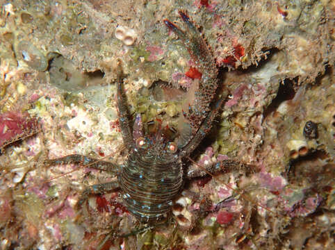 Image of Leach's squat lobster