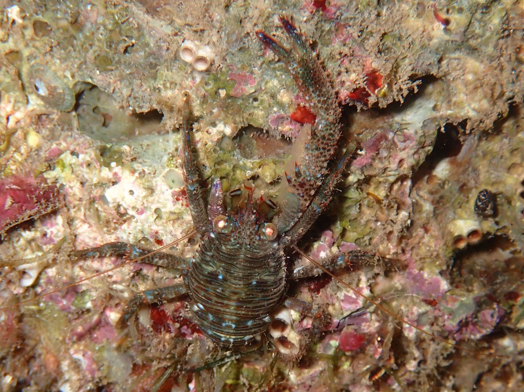 Image of Leach's squat lobster