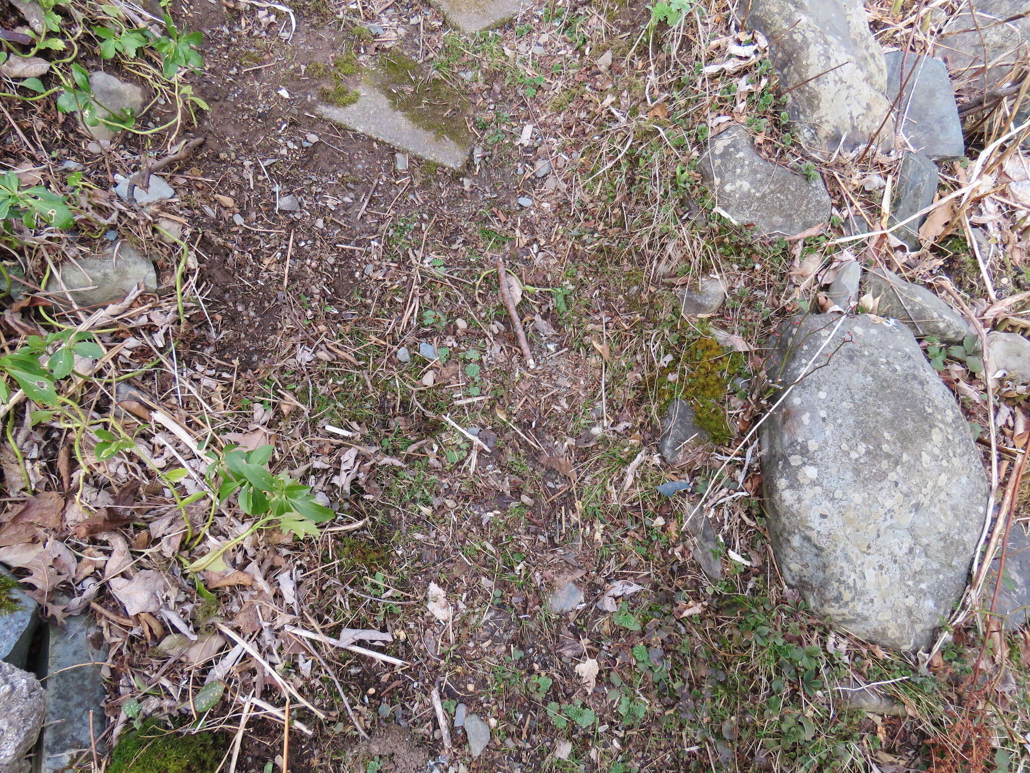 Image of Alchemilla vulgaris L.