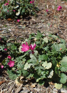 Image of dwarf checkerbloom