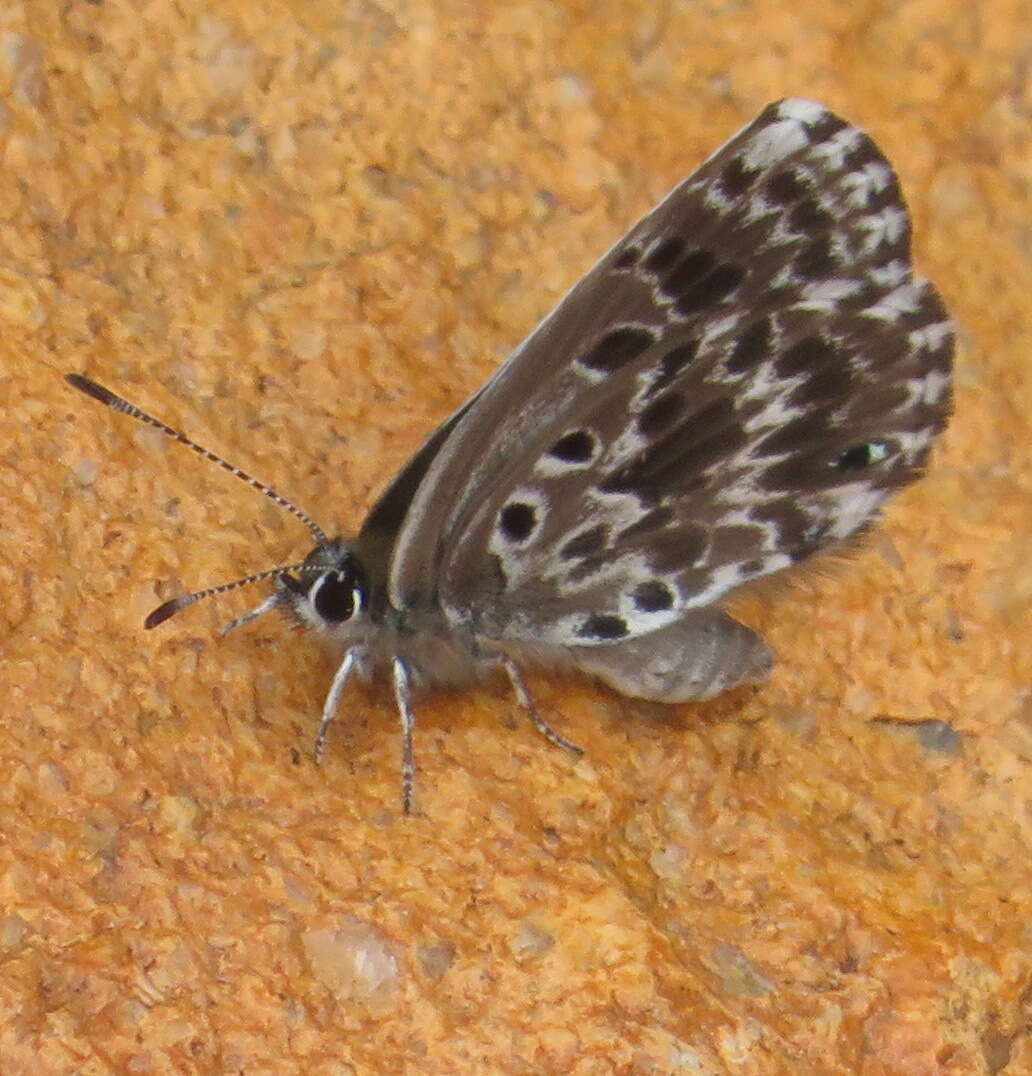 Image of Lepidochrysops robertsoni Cottrell 1965