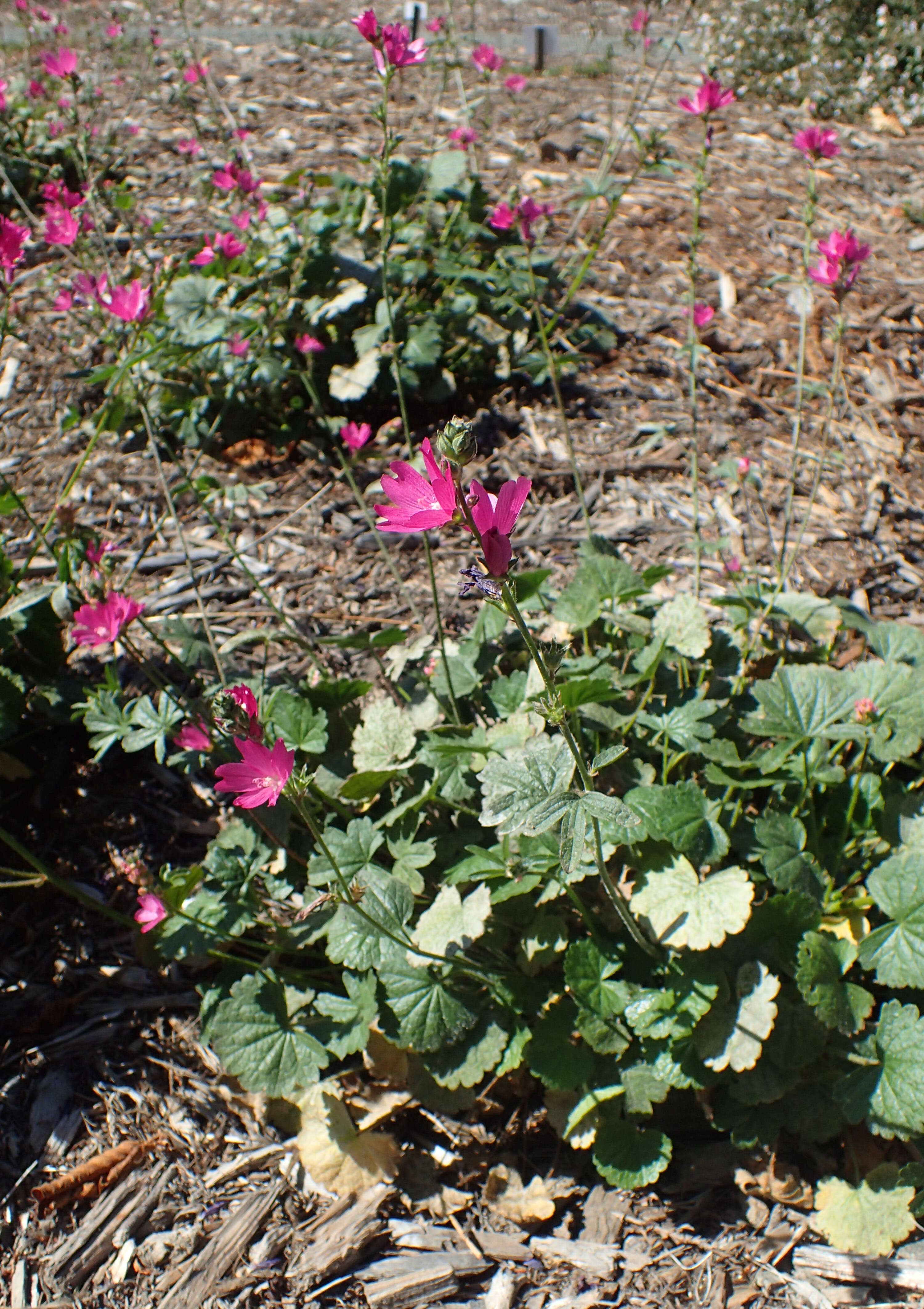 Image of dwarf checkerbloom