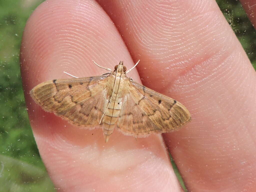 Image de Herpetogramma bipunctalis Fabricius 1794