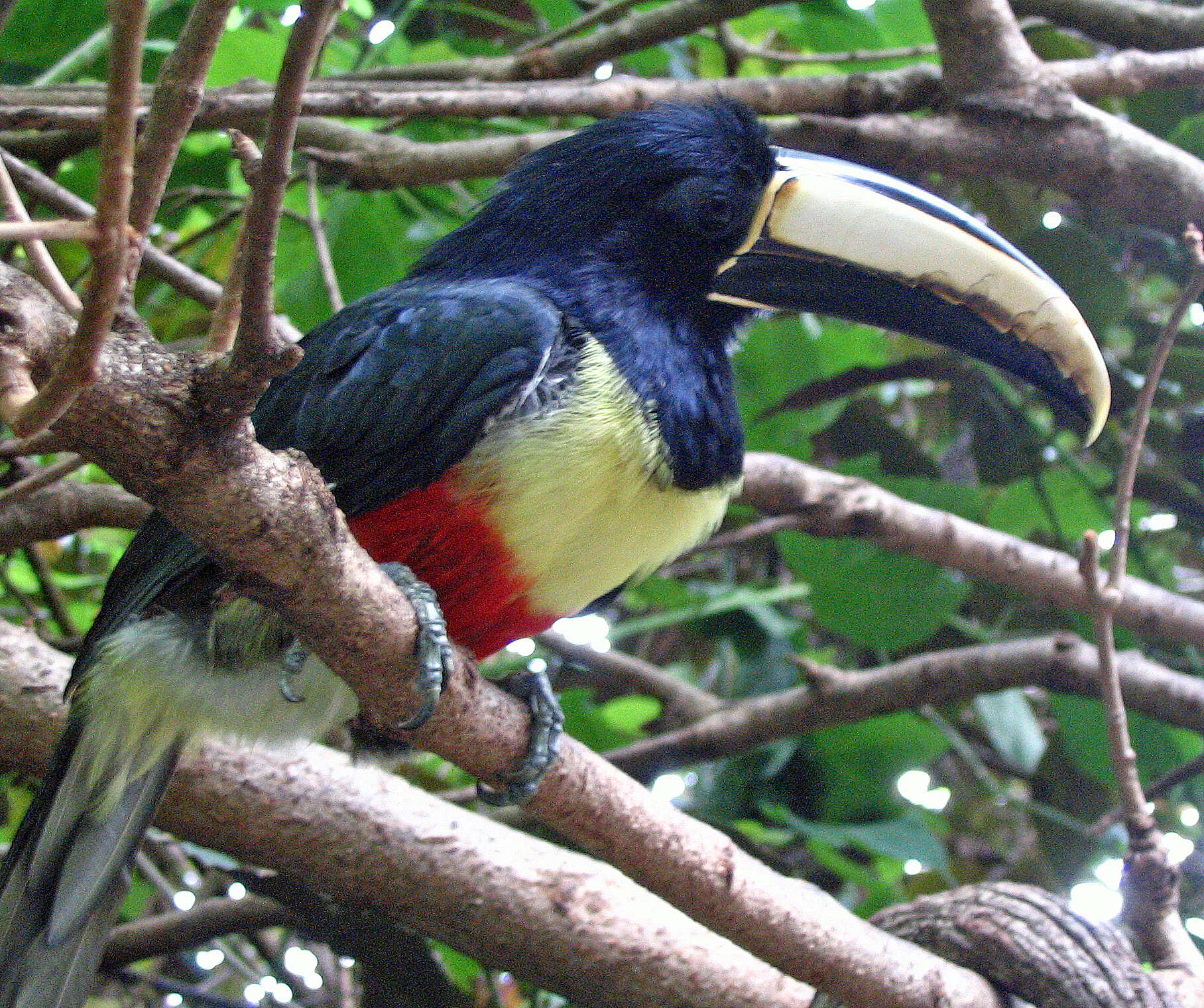 Image of Black-necked Aracari