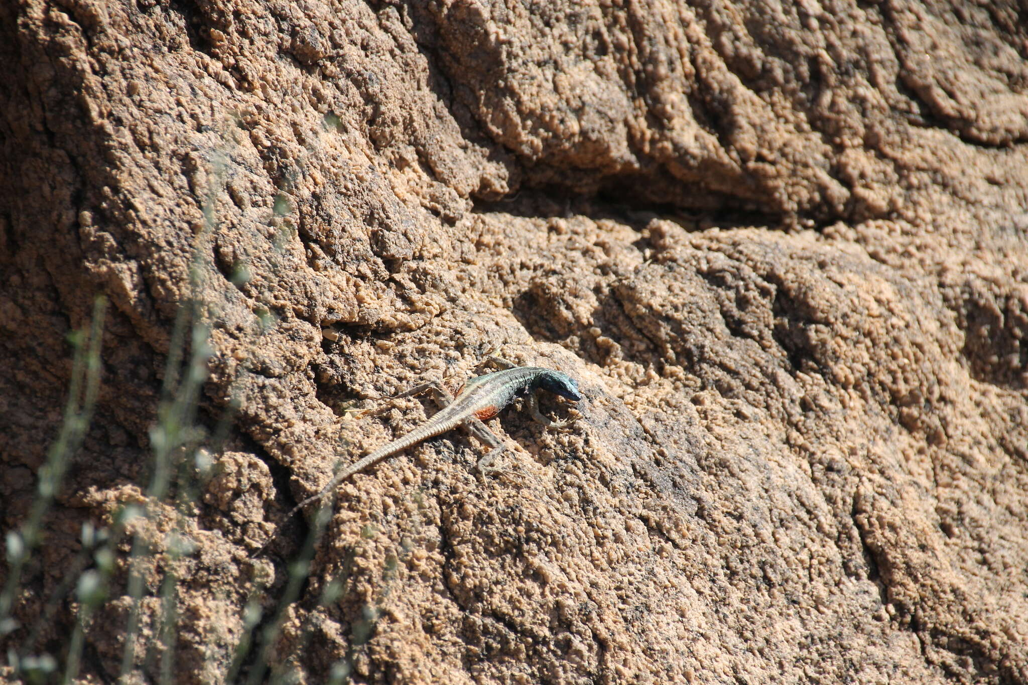 Image de Platysaurus broadleyi Branch & Whiting 1997