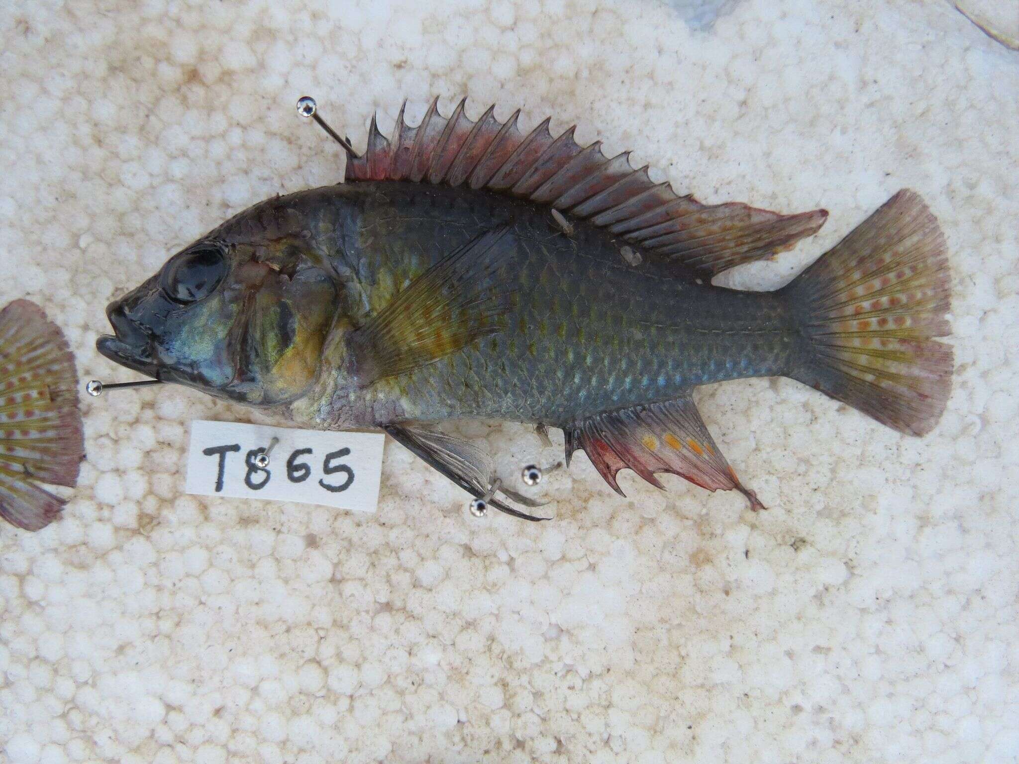 Image of Eastern River Bream