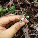 Image of <i>Sedum copalense</i>