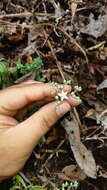 Image de <i>Sedum copalense</i>