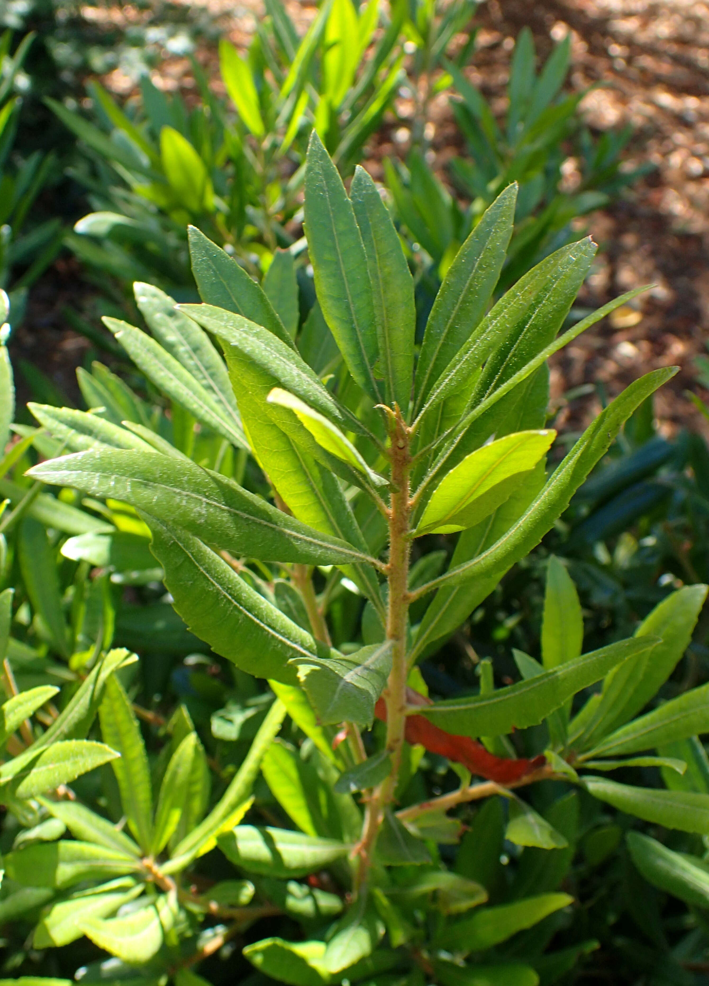 Image of Pacific Bayberry