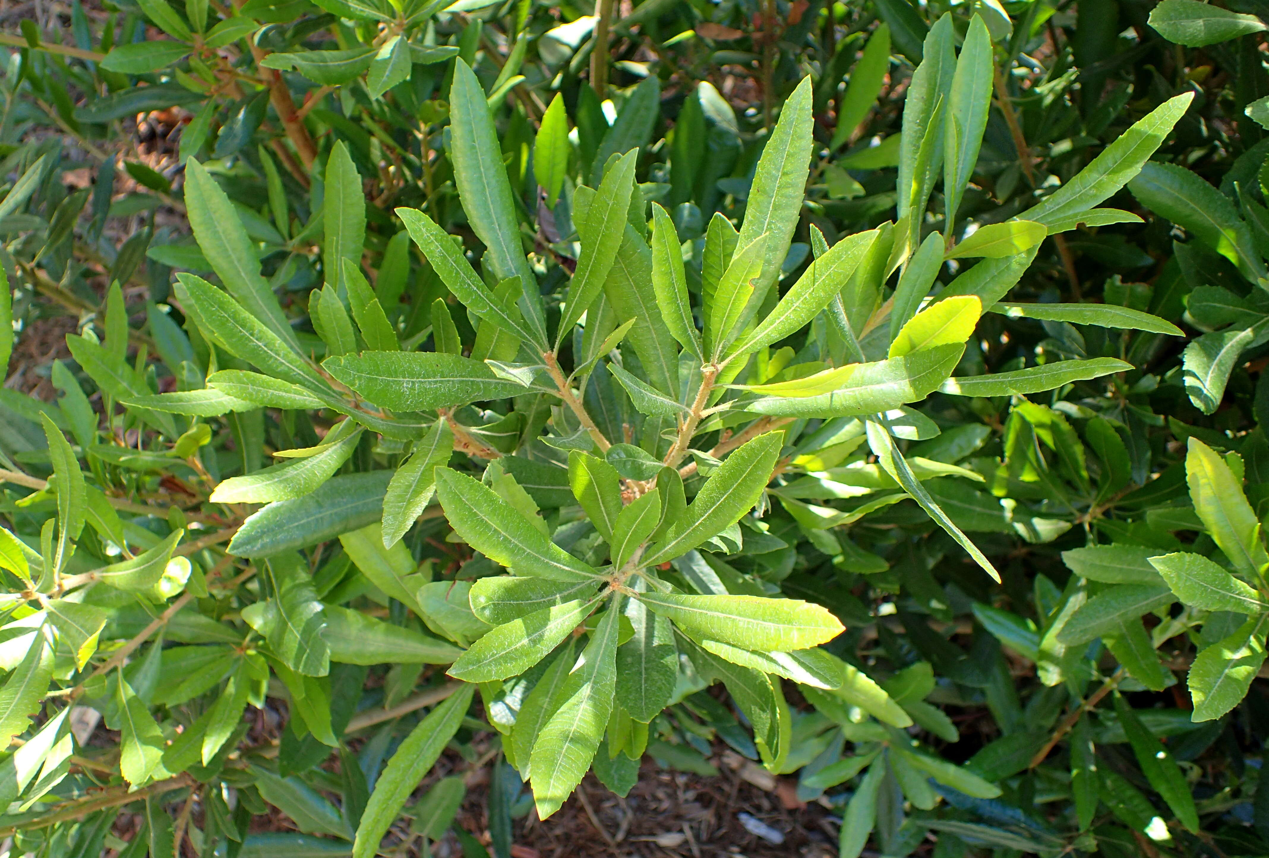 Image of Pacific Bayberry