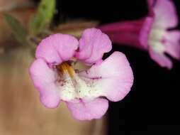 Image of Layne's monkeyflower