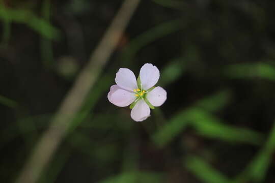 Image de Drosera cayennensis Sagot ex Diels