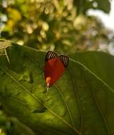 Mapeta xanthomelas Walker 1863 resmi