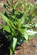 Image of tree anemone