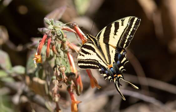 Sivun Papilio pilumnus Boisduval 1836 kuva