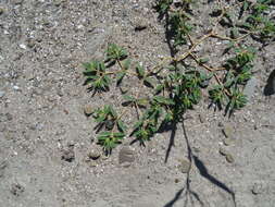 صورة Euphorbia polygonifolia L.