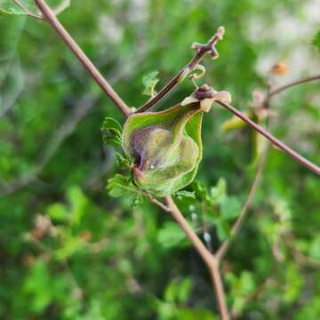 صورة Serjania tortuosa (Benth.) Ferrucci & V. W. Steinm.