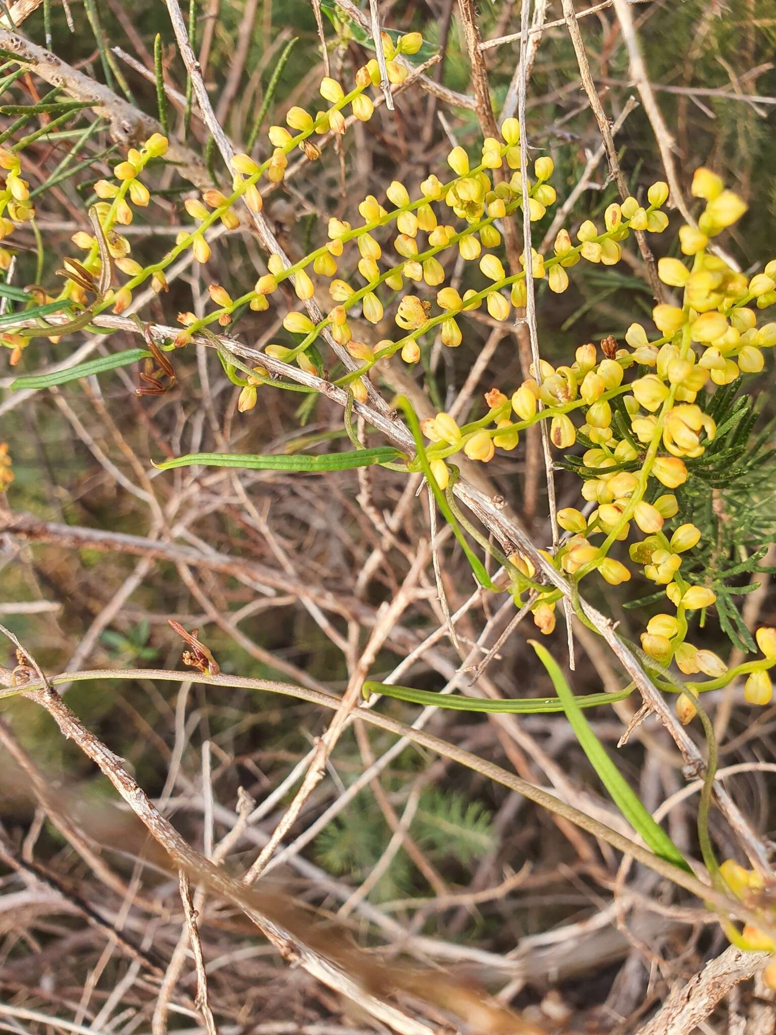 Image of Dioscorea hastifolia Nees