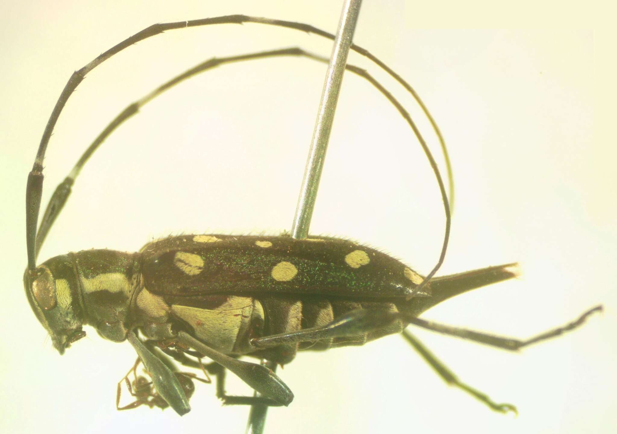 Image of Sangaris multimaculata Hovore 1998