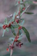 Image of hoary frostweed