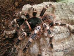 Image of Brazilian Whiteknee Tarantula