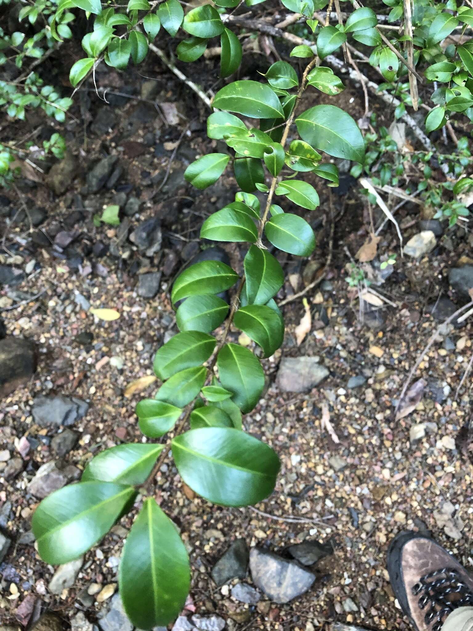 Sivun Backhousia myrtifolia Hook. & Harv. kuva