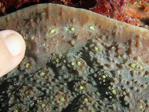 Image of Flat Lettuce Coral