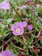 Plancia ëd Clarkia prostrata H. & M. Lewis