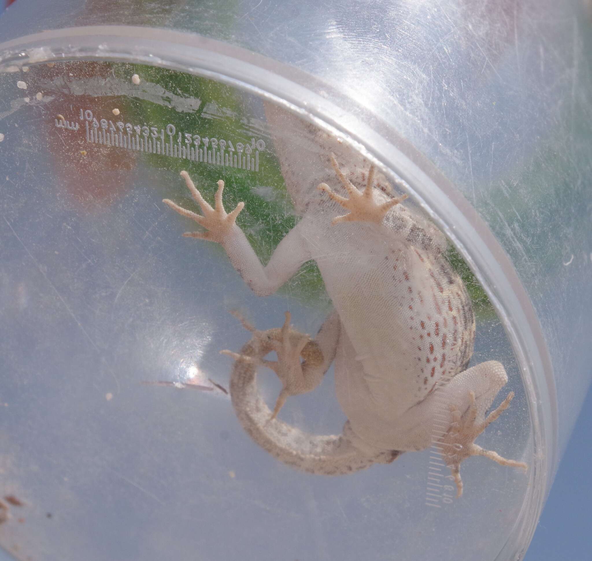 Image of Carter’s Semaphore Gecko