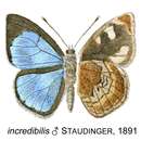 Image of Iridana incredibilis (Staudinger 1891)