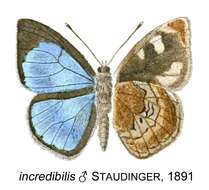 Image of Iridana incredibilis (Staudinger 1891)