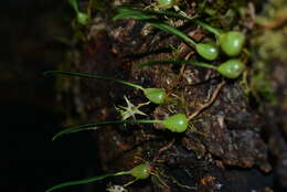 Image of Bulbophyllum bifurcatoflorens (Fukuy.) J. J. Verm., Schuit. & de Vogel