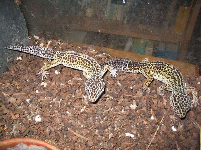 Image of Lichtenfelder's Gecko