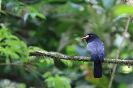 Image of White-fronted Nunbird