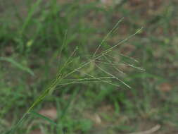 صورة Leptochloa chinensis (L.) Nees