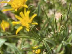 Image of pygmy goldenweed