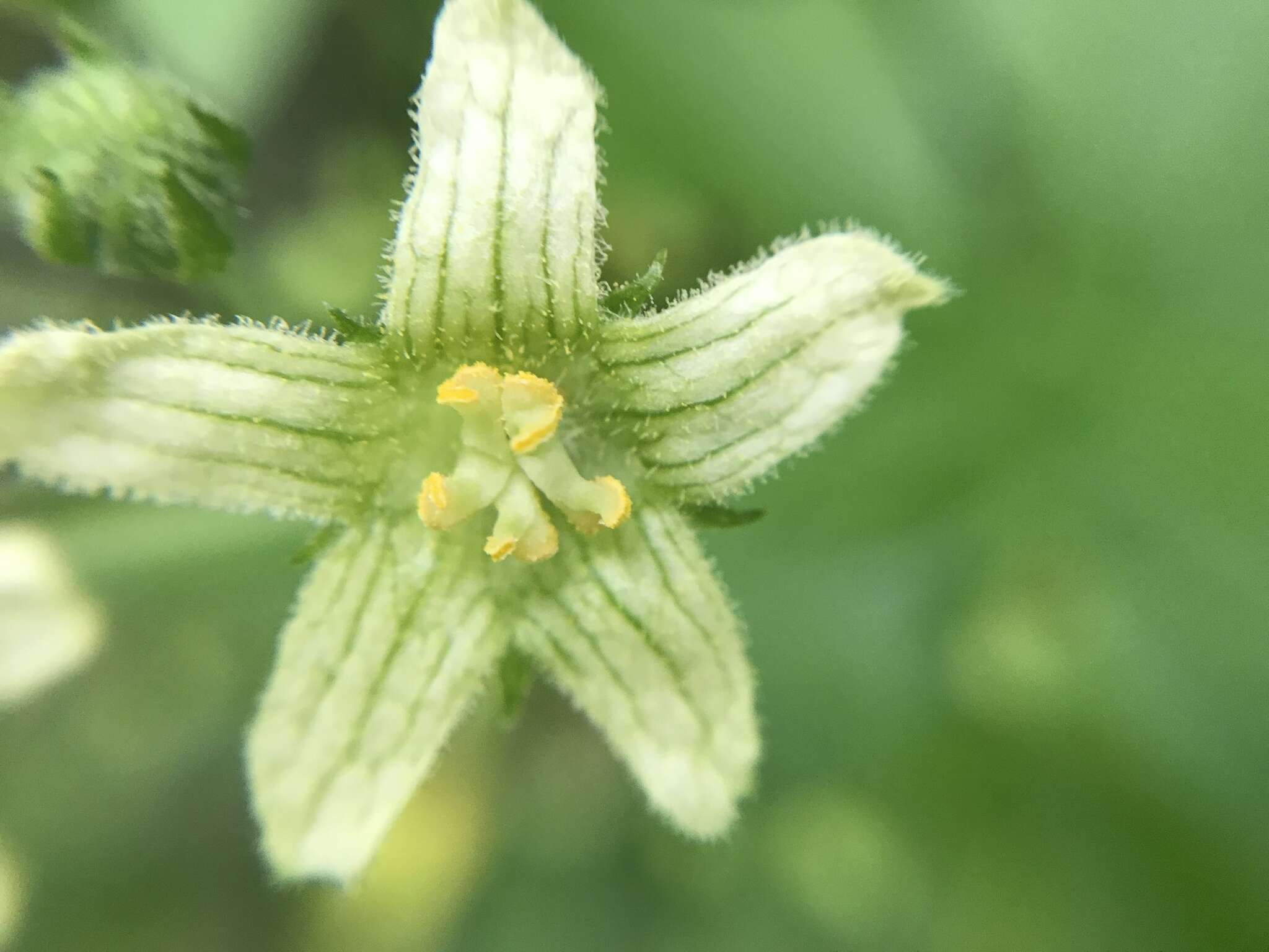 Image of white bryony