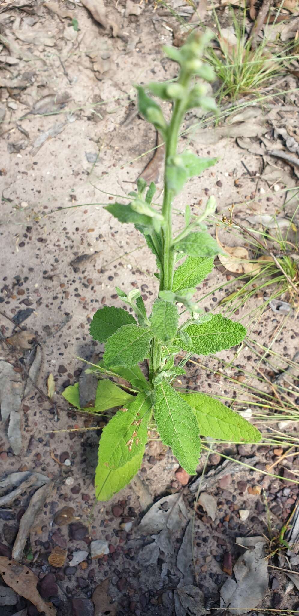 Plancia ëd Pterocaulon redolens