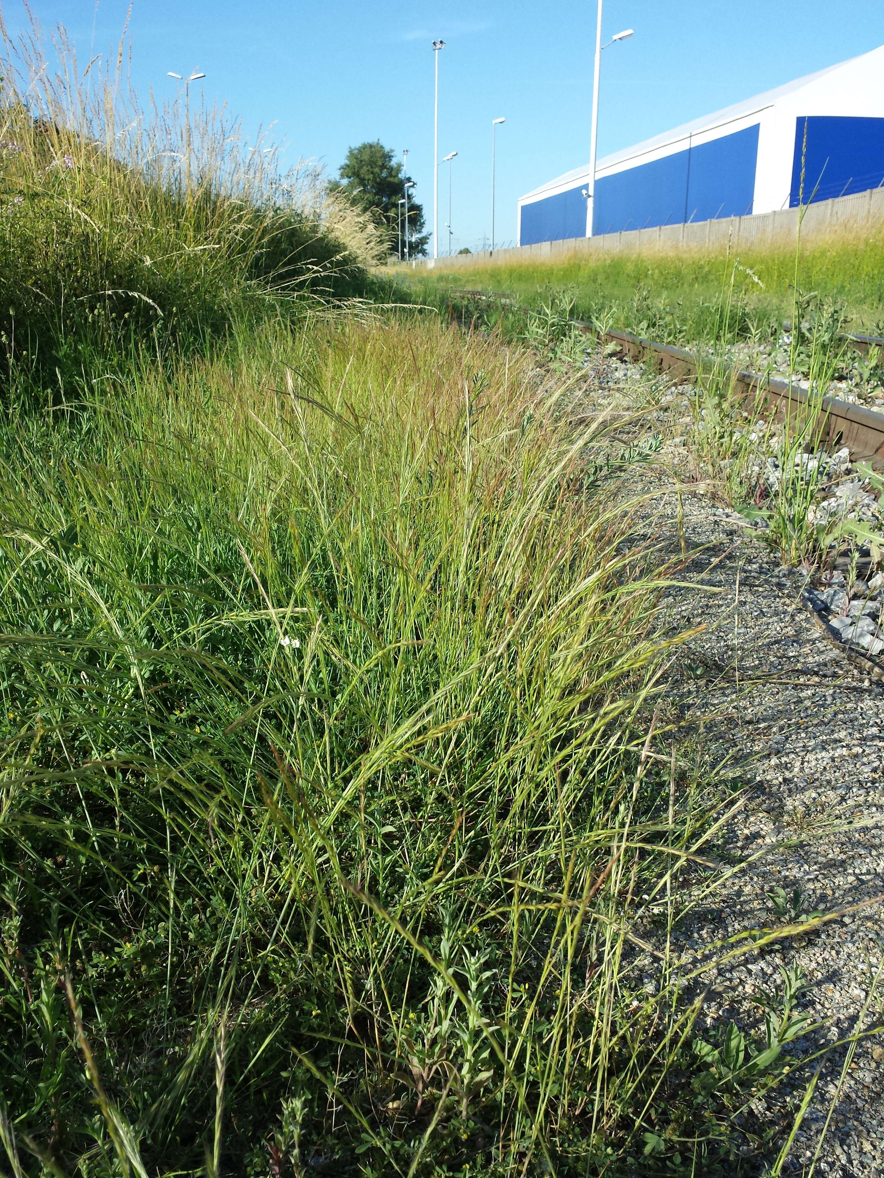 Image of rat's-tail fescue