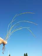 Image of rat's-tail fescue