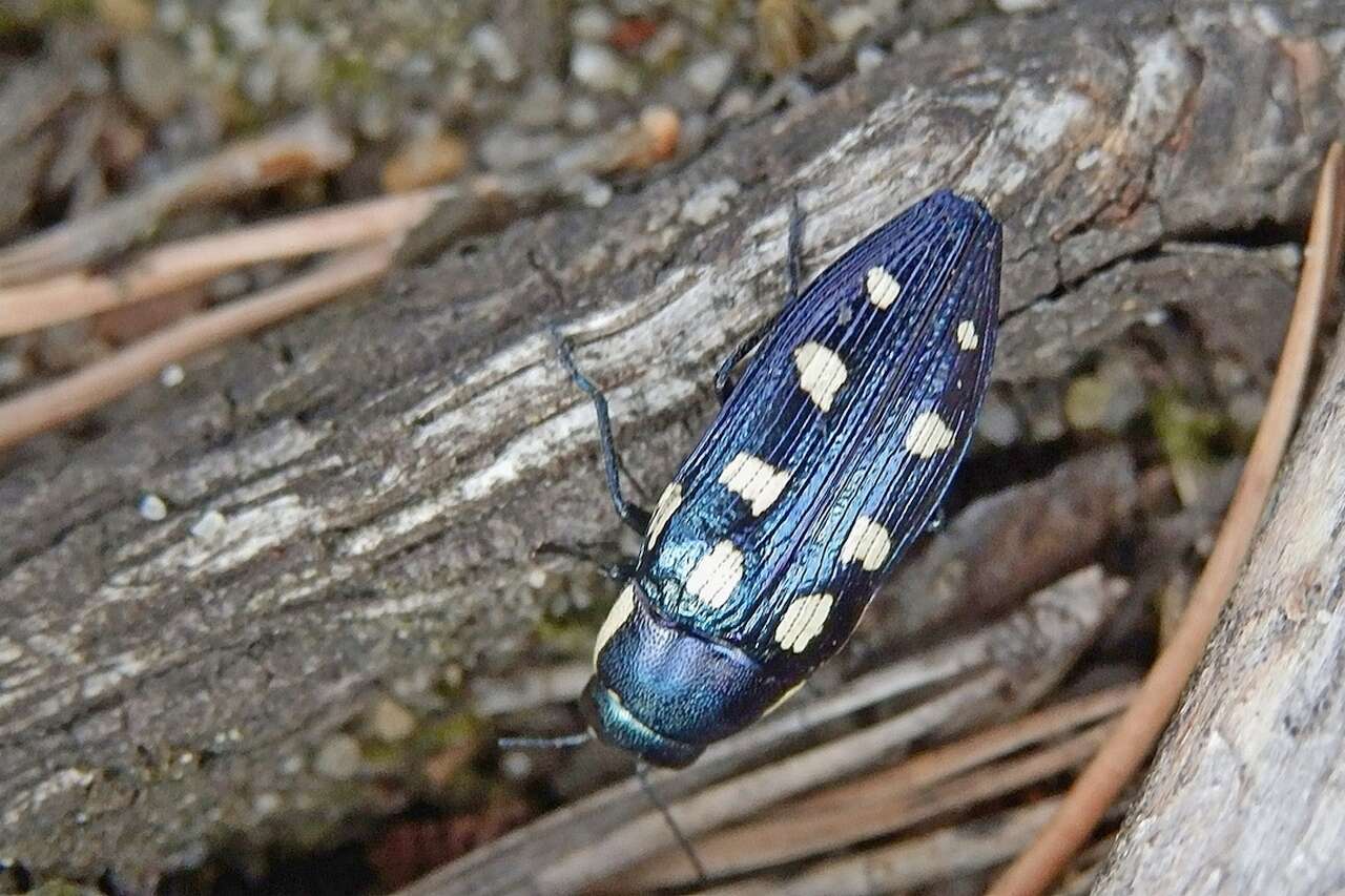 Image of eight-spotted Buprestis