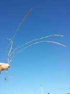 Image of rat's-tail fescue