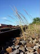 Image of rat's-tail fescue